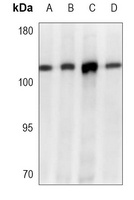 Topoisomerase 1 Mouse Monoclonal Antibody