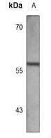 MAP2 Mouse Monoclonal Antibody