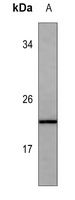 FGF4 Antibody