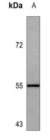 CD271 Mouse Monoclonal Antibody
