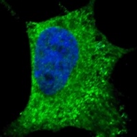 CD271 Mouse Monoclonal Antibody