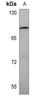 RET Mouse Monoclonal Antibody