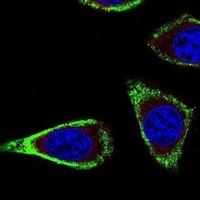 RET Mouse Monoclonal Antibody
