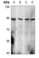 HSP90 alpha Antibody