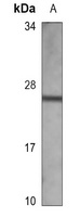 CD3e Antibody
