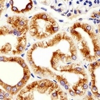 Beta5-tubulin Mouse Monoclonal Antibody