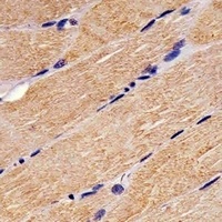 c-FER Mouse Monoclonal Antibody