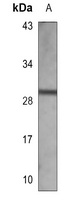 Kallikrein 3 Mouse Monoclonal Antibody