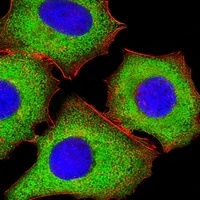 EIF4E Mouse Monoclonal Antibody