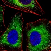 LCK Mouse Monoclonal Antibody