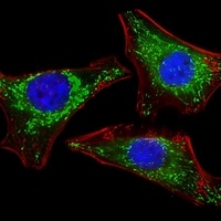 ISG15 Mouse Monoclonal Antibody