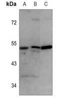 ALDH2 Mouse Monoclonal Antibody