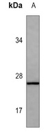 Calpain reg Mouse Monoclonal Antibody