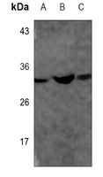GAPDH Mouse Monoclonal Antibody