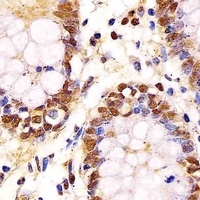 GAPDH Mouse Monoclonal Antibody