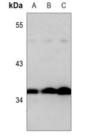 Annexin A1 Mouse Monoclonal Antibody