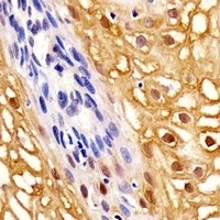 Annexin A1 Mouse Monoclonal Antibody