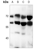 Lamin A/C Mouse Monoclonal Antibody