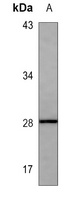 HPRT Mouse Monoclonal Antibody