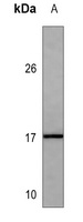 GABARAP Mouse Monoclonal Antibody