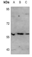 MITF Mouse Monoclonal Antibody