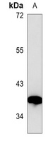 VEGFD Antibody