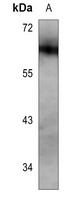 KLF4 Mouse Monoclonal Antibody