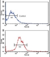 KLF4 Mouse Monoclonal Antibody