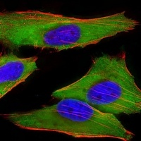 EEF1E1 Mouse Monoclonal Antibody