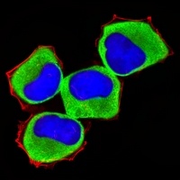 LZK Mouse Monoclonal Antibody