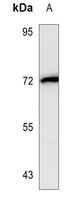 FOXP2 Mouse Monoclonal Antibody