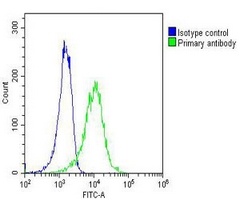 RAB27B Mouse Monoclonal Antibody