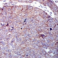 GLUT4 Antibody