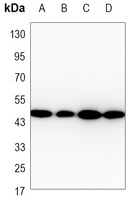 Gamma-enolase Mouse Monoclonal Antibody