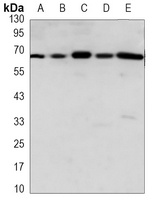 AIFM1 Mouse Monoclonal Antibody
