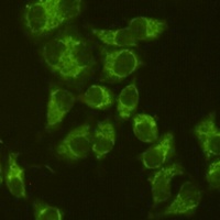 AIFM1 Mouse Monoclonal Antibody