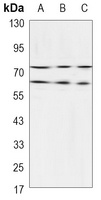 Lamin A/C Mouse Monoclonal Antibody