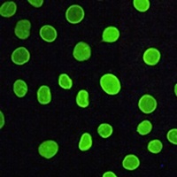 Lamin A/C Mouse Monoclonal Antibody