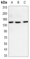 EGFR Mouse Monoclonal Antibody