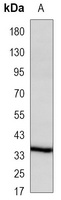 OMI Mouse Monoclonal Antibody