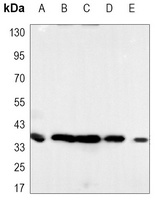 PCNA Antibody