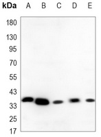 PCNA Antibody