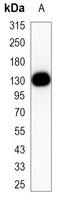 CD31 Mouse Monoclonal Antibody