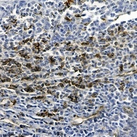 CD31 Mouse Monoclonal Antibody