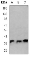 CDX2 Mouse Monoclonal Antibody