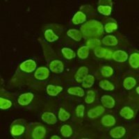 CDX2 Mouse Monoclonal Antibody