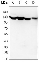 JAK1 Antibody