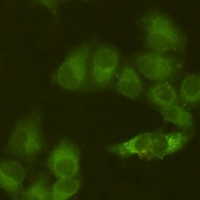 JAK1 Antibody