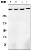 DNA-PKcs Mouse Monoclonal Antibody