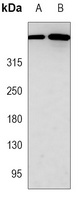 DNA-PKcs Mouse Monoclonal Antibody